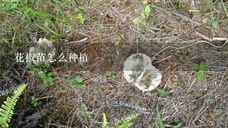 花椒苗怎么种植