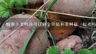 酸萝卜老鸭汤可以和金针姑和茶树菇1起煮吗