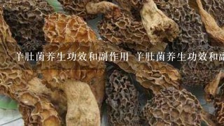 羊肚菌养生功效和副作用 羊肚菌养生功效和副作用简