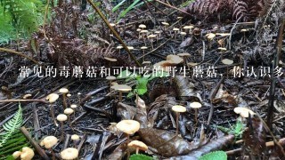 常见的毒蘑菇和可以吃的野生蘑菇，你认识多少？