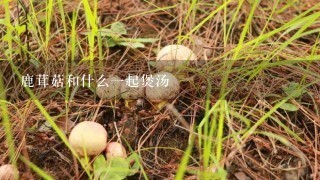 鹿茸菇和什么1起煲汤