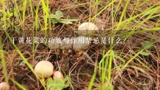 干黄花菜的功效与作用禁忌是什么？