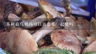 茶树菇乌鸡汤可以放薏米1起煲吗