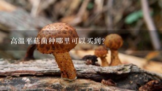 高温平菇菌种哪里可以买到？