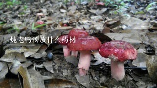 炖老鸭汤放什么药材