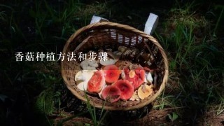 香菇种植方法和步骤