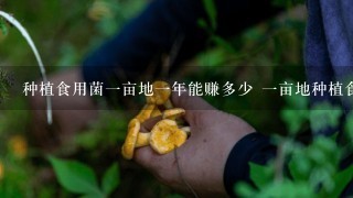 种植食用菌1亩地1年能赚多少 1亩地种植食用1年