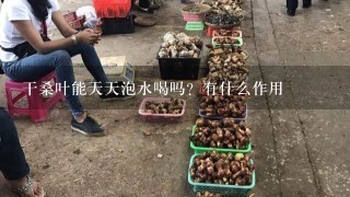 干桑叶能天天泡水喝吗？有什么作用