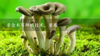 求金木耳种植技术。重谢