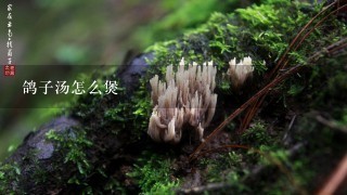 鸽子汤怎么煲