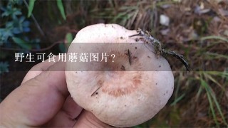 野生可食用蘑菇图片？