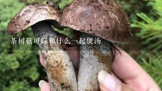 茶树菇可以和什么1起煲汤