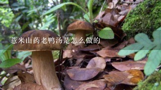 薏米山药老鸭汤是怎么做的