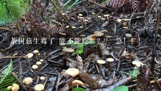 茶树菇生霉了 能不能吃？？？ 急！！！