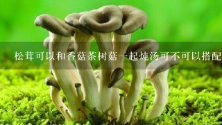 松茸可以和香菇茶树菇1起炖汤可不可以搭配凉拌黄瓜吃？