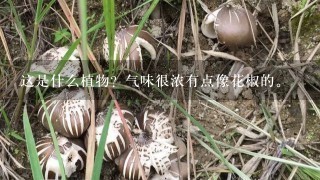 这是什么植物？气味很浓有点像花椒的。