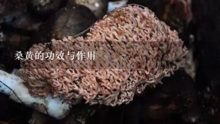 桑黄的功效与作用