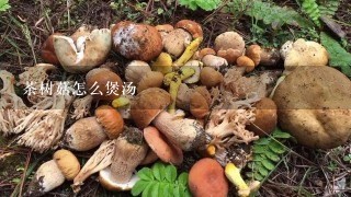 茶树菇怎么煲汤