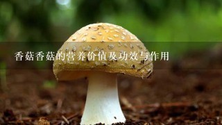 香菇香菇的营养价值及功效与作用