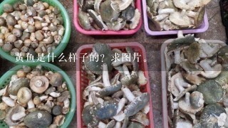 黄鱼是什么样子的？求图片。