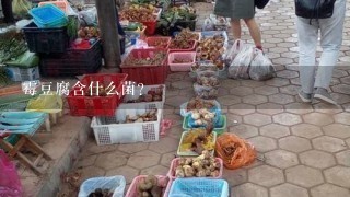 霉豆腐含什么菌？