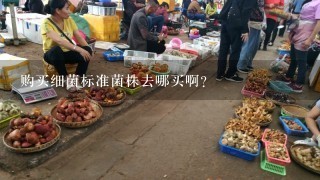 购买细菌标准菌株去哪买啊？