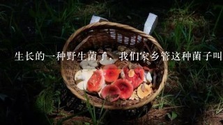 生长的1种野生菌子，我们家乡管这种菌子叫“枞树菌”。有这方面的高手吗？