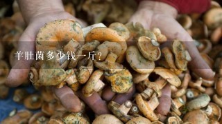 羊肚菌多少钱1斤？