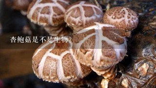 杏鲍菇是不是生物？