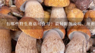 有哪些野生蘑菇可食用？最好附图说明，谢谢！