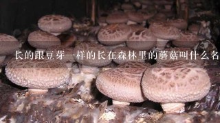 长的跟豆芽1样的长在森林里的蘑菇叫什么名字