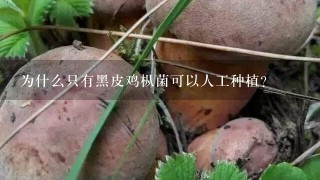 为什么只有黑皮鸡枞菌可以人工种植？