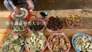 野生蘑菇种类大全(图)