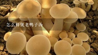 怎么样煲老鸭子汤