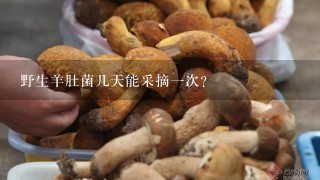 野生羊肚菌几天能采摘1次？