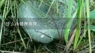 什么汤健脾养胃