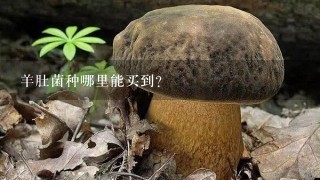 羊肚菌种哪里能买到？