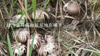 长沙金耳菌种植基地在哪里