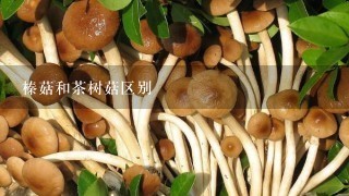 榛菇和茶树菇区别