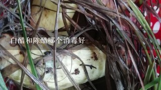 白醋和陈醋哪个消毒好