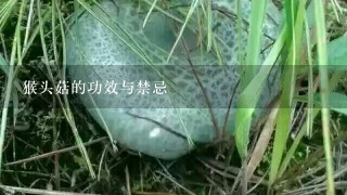 猴头菇的功效与禁忌