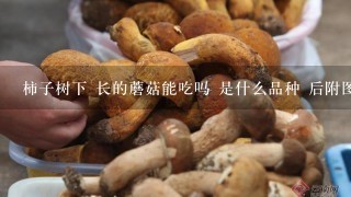 柿子树下 长的蘑菇能吃吗 是什么品种 后附图片