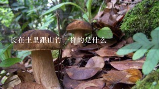 长在土里跟山竹1样的是什么