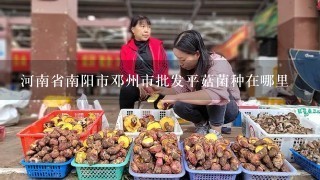 河南省南阳市邓州市批发平菇菌种在哪里