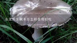 东北野生秋木耳怎样食用好吃