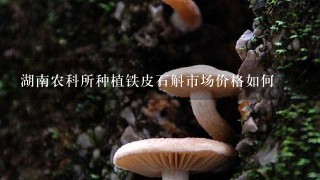 湖南农科所种植铁皮石斛市场价格如何