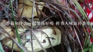 香菇和什么1起煲汤好喝 鲜香入味滋补养生的美味汤