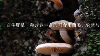 白牛肝是1种营养丰富的可食用菌类，它常与栎和松树的根形成菌根，以便从这些植物根的分泌物中获得营养，另1方面...