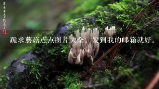 跪求蘑菇点点图片大全。发到我的邮箱就好。1095970196@qq.com