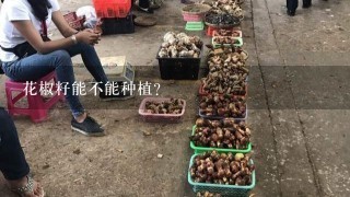 花椒籽能不能种植？